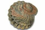 Wide Enrolled Morocops Trilobite - Morocco #310755-2